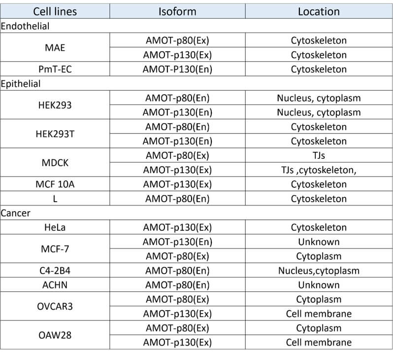 Overview of expression and location of AMOT isoforms. (Creative Biolabs Original)
