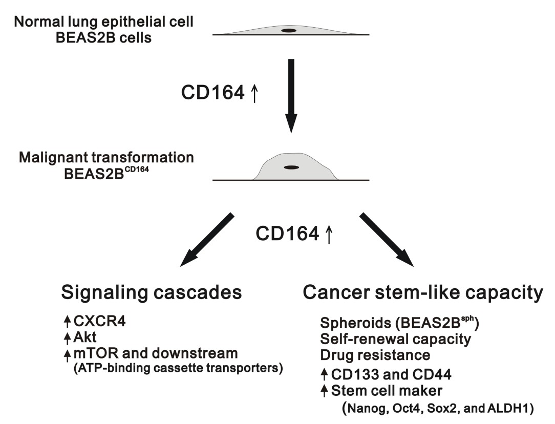 A model of CD164 induction for the tumorigenesis of normal lung epithelial cells.