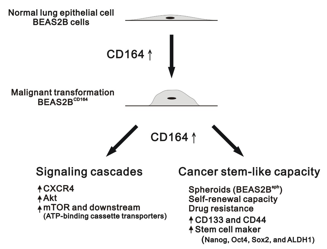 CD164 induction for the tumorigenesis of normal lung epithelial cells. (Chen, et al., 2017)