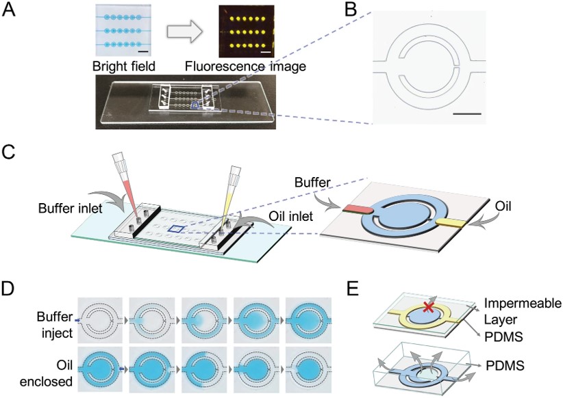 Development of passive-driven microfluidic-LAMP chip.