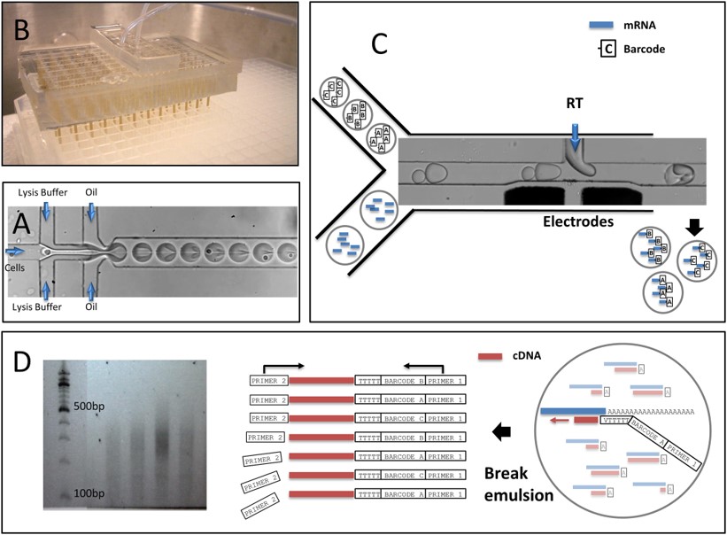 Workflow of Hi-SCL RNA-Seq using drop-based microfluidics.