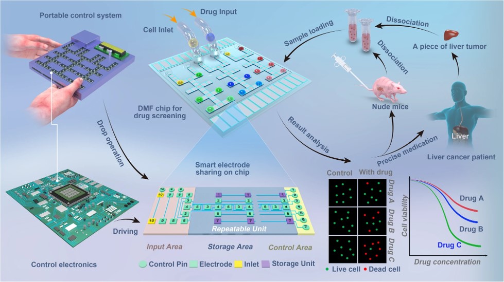 Schematic of the digital microfluidic system (DMF) for drug screening of biopsy samples from MDA-MB-231 breast cancer xenograft mouse model and patients with liver cancer.
