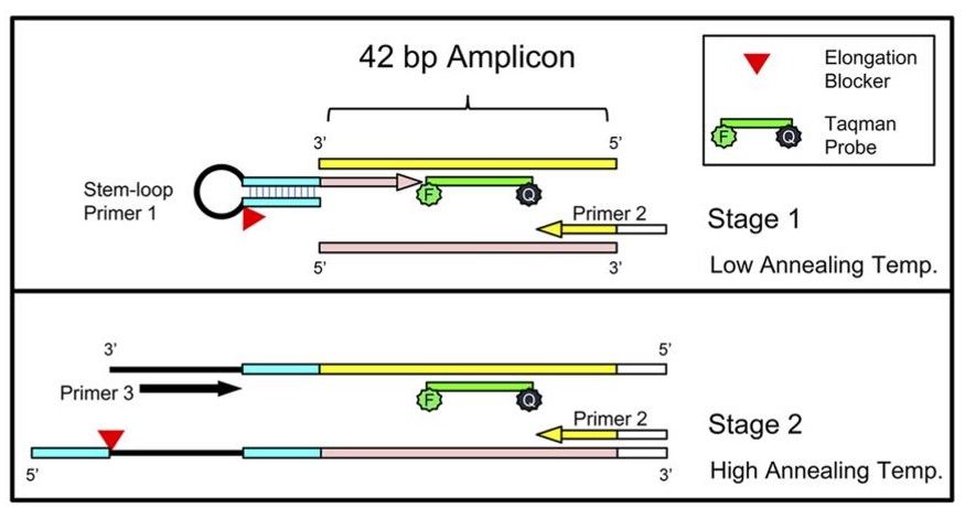 Schematic of the short-amplicon (42 bp) stem-loop 2-stage PCR approach used to detect and quantify ultrashort HPV16 TR-ctDNA present in urine.