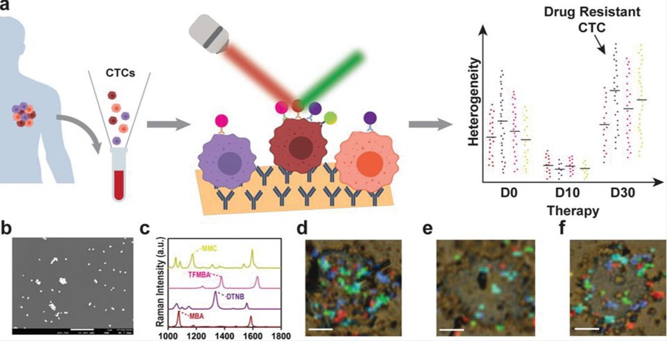 A schematic workflow of the single CTC analysis platform.