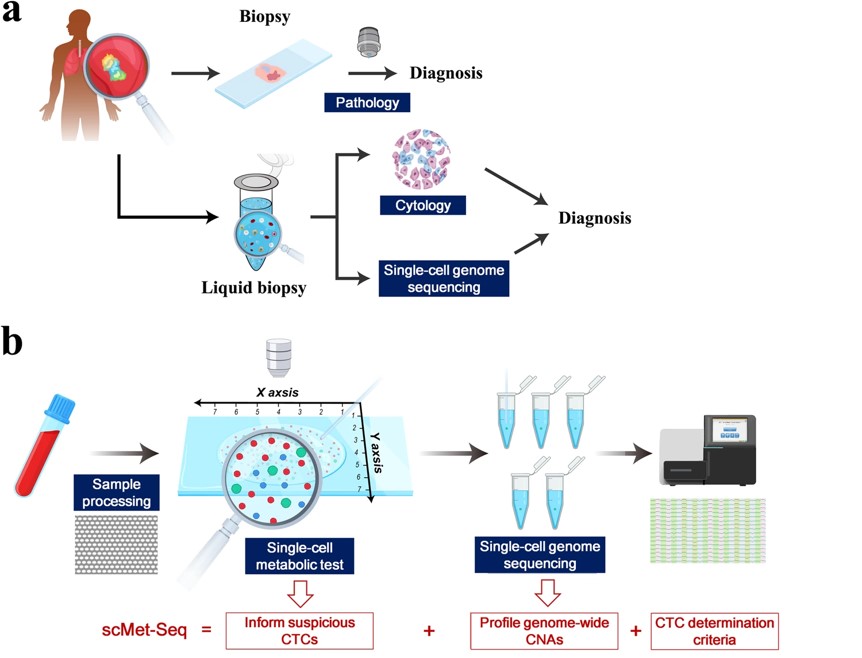 Schematic illustration of biopsy- and liquid biopsy-based cancer diagnosis and ScMet-Seq workflow.