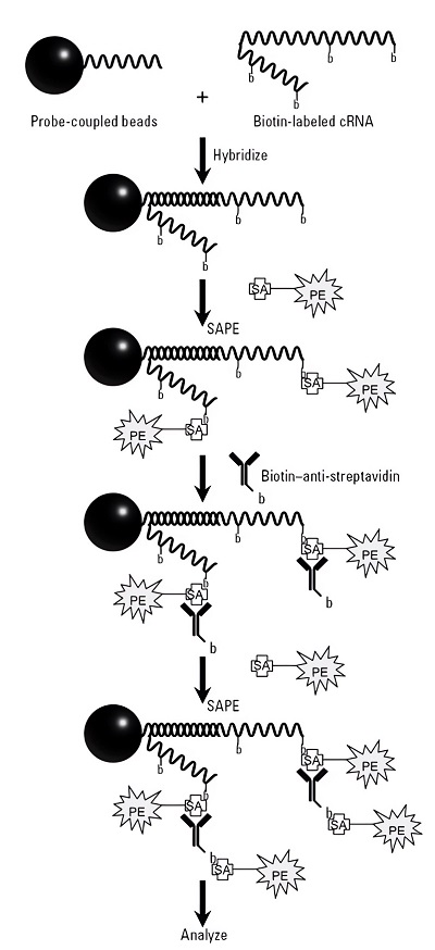 Schematic representation of the microsphere-based high-throughput gene expression assay.
