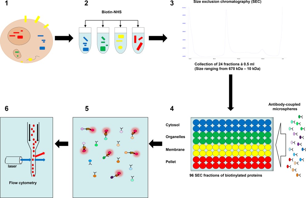 Workflow of microsphere affinity proteomics.