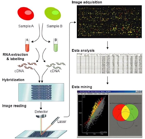 Schematic illustration of the procedure of DNA microarray.