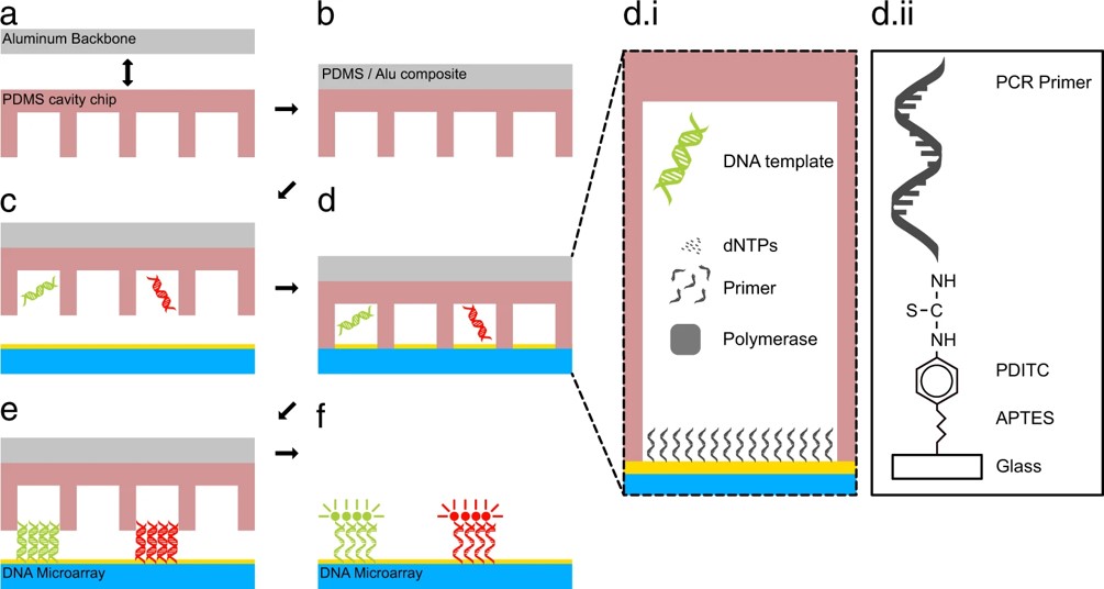Workflow of the system for the easy and rapid generation of DNA microarrays on standard microscope glass slides, which is based on solid phase PCR.
