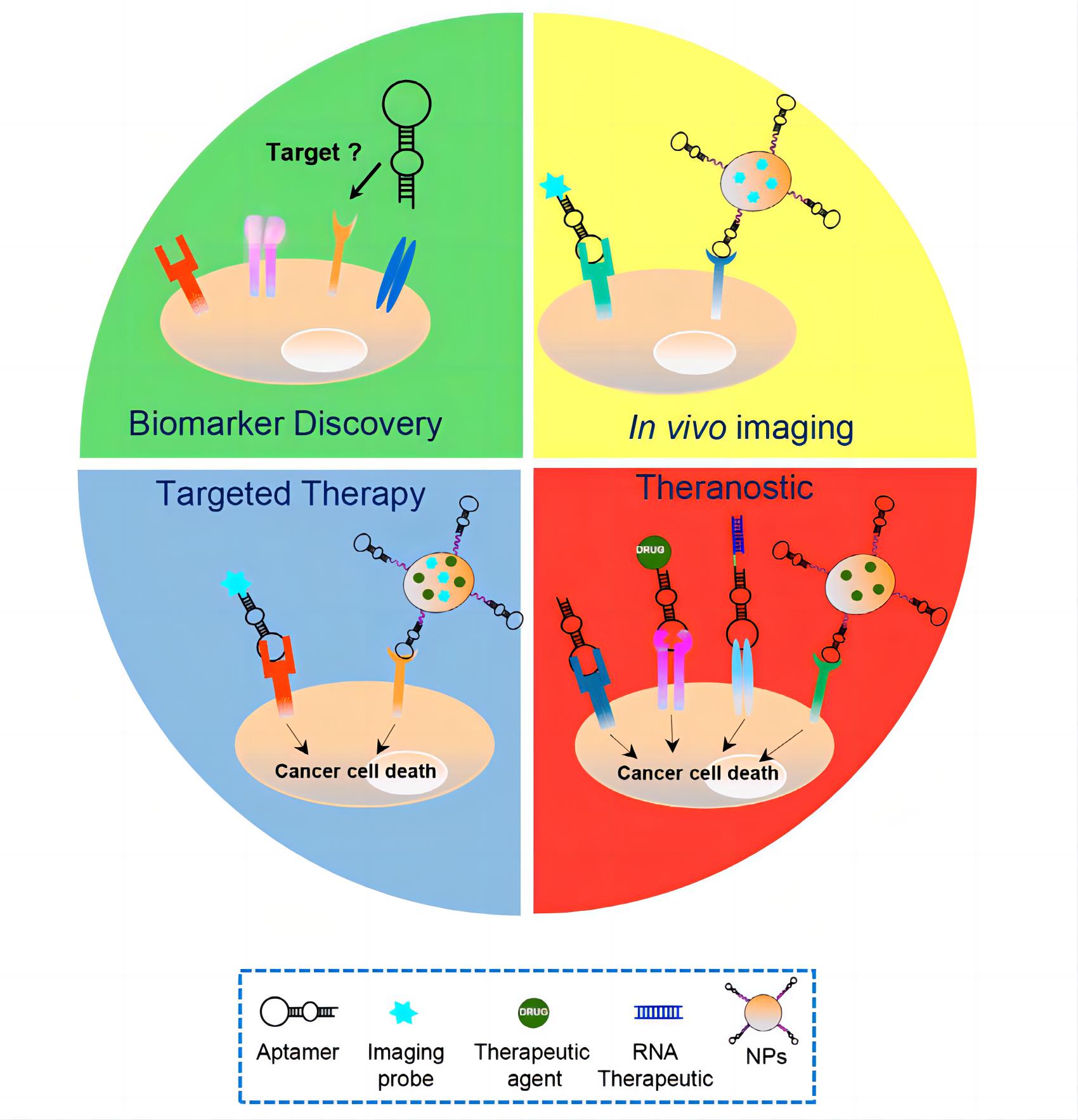 Aptamers' applications in cancer treatment.
