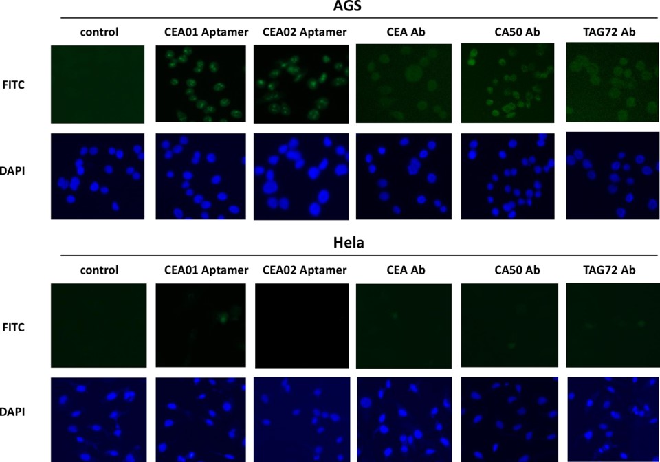 Immunostaining of AGS and Hela cells by using CEA aptamers probe, CEA, CA-50 and TAG72 antibodies, and DAPI stained the nucleus.