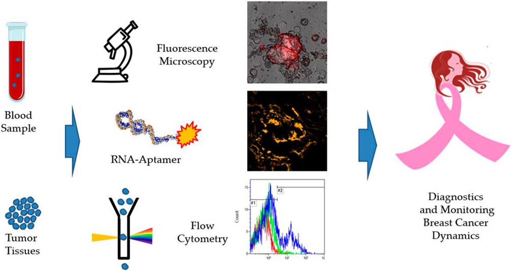 Graphical abstract of this study.