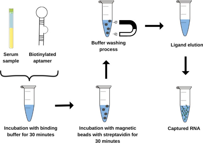 The workflow for the aptamer-based test for the dengue virus capture.