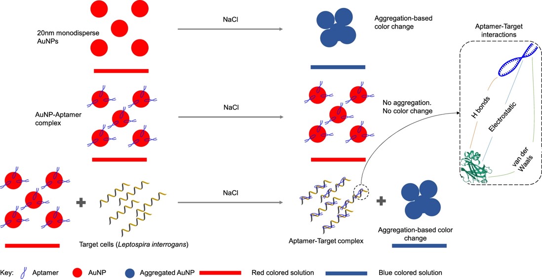Workflow of the AuNP-Aptamer colorimetric approach employed for the detection of L. interrogans.