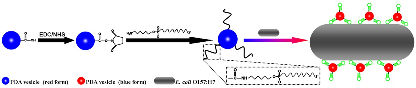 Mechanism of aptasensor-based E. coli O157:H7 detection.