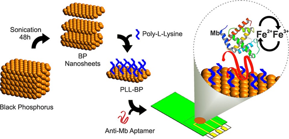 Overview of nanostructured black phosphorus-based aptasensor for label-free Mb detection.