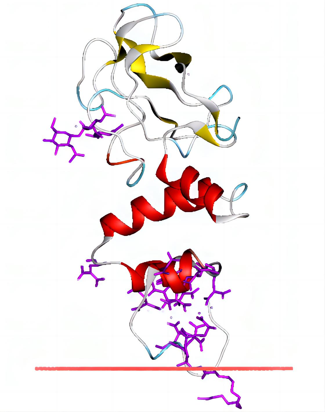 Fig.1 Membrane anchoring of bovine prothrombin via Gla domain.