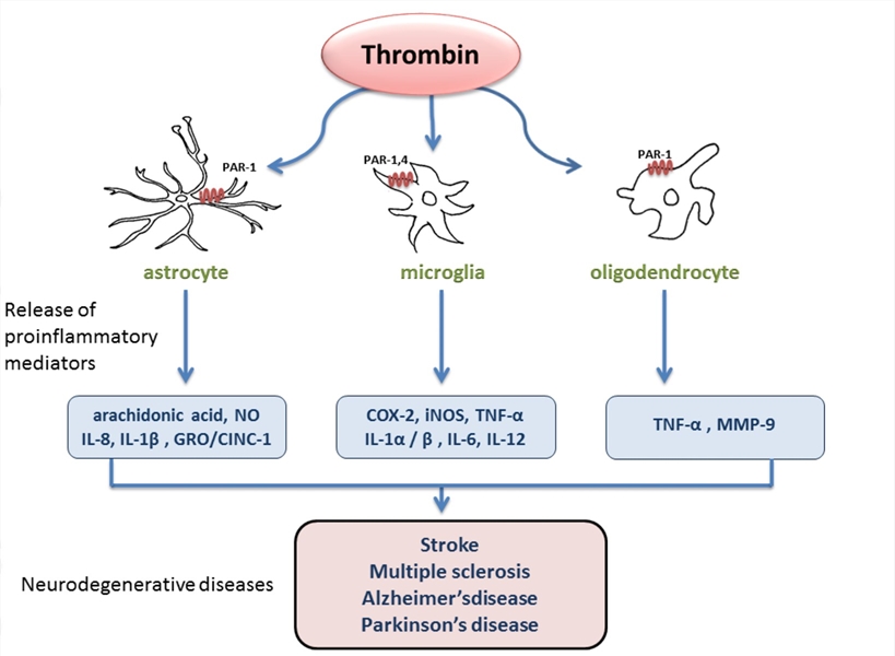 Role of thrombin in the pathogenesis of neurodegenerative diseases.