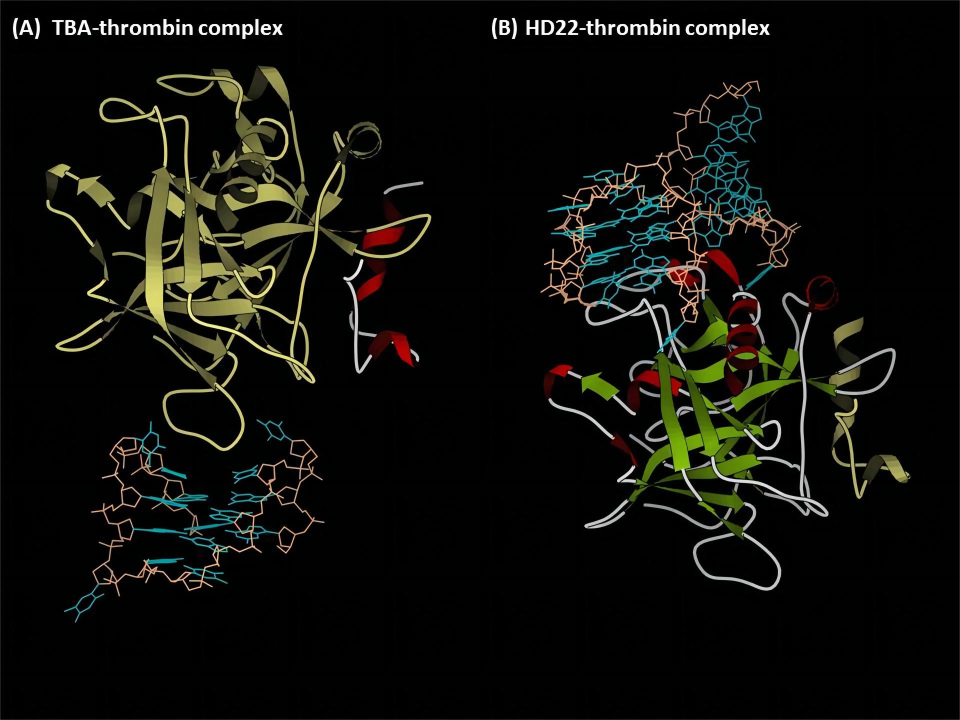 Fig.2 Thrombin and aptamers.