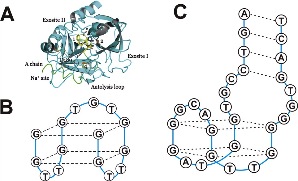 Thrombin (A) and two frequently used aptamers (B and C).