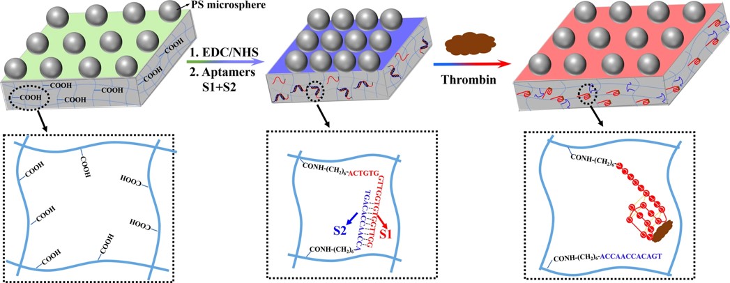 A diagram depicting the design and detection mechanism of the 2DPCH aptasensors for thrombin.