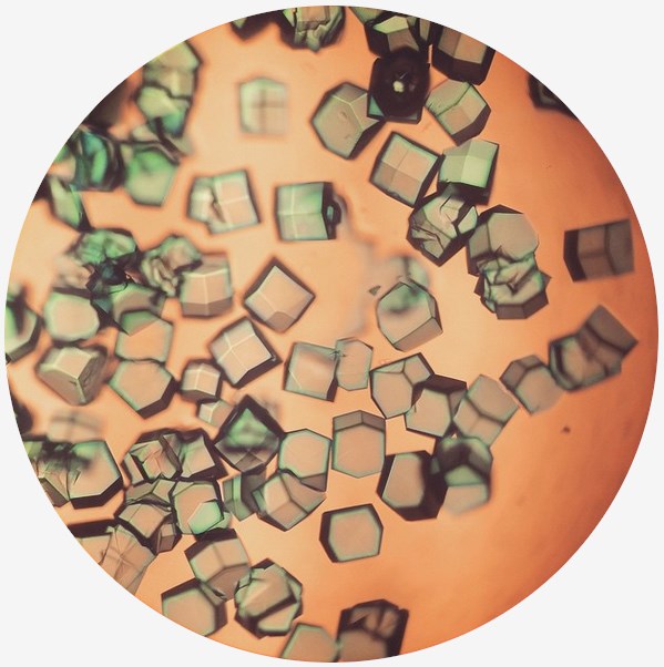 Lysozyme crystals stained blue with Izit dye.