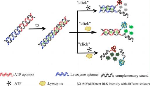 Overview of resonance light scattering-based lysozyme detection scheme.