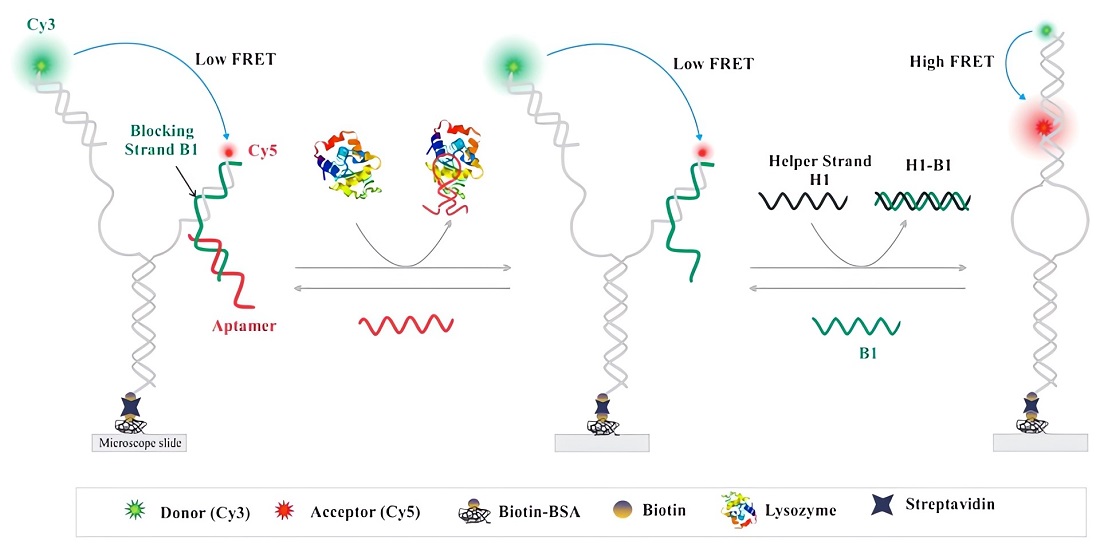 The design and working principle of the lysozyme aptasensor.