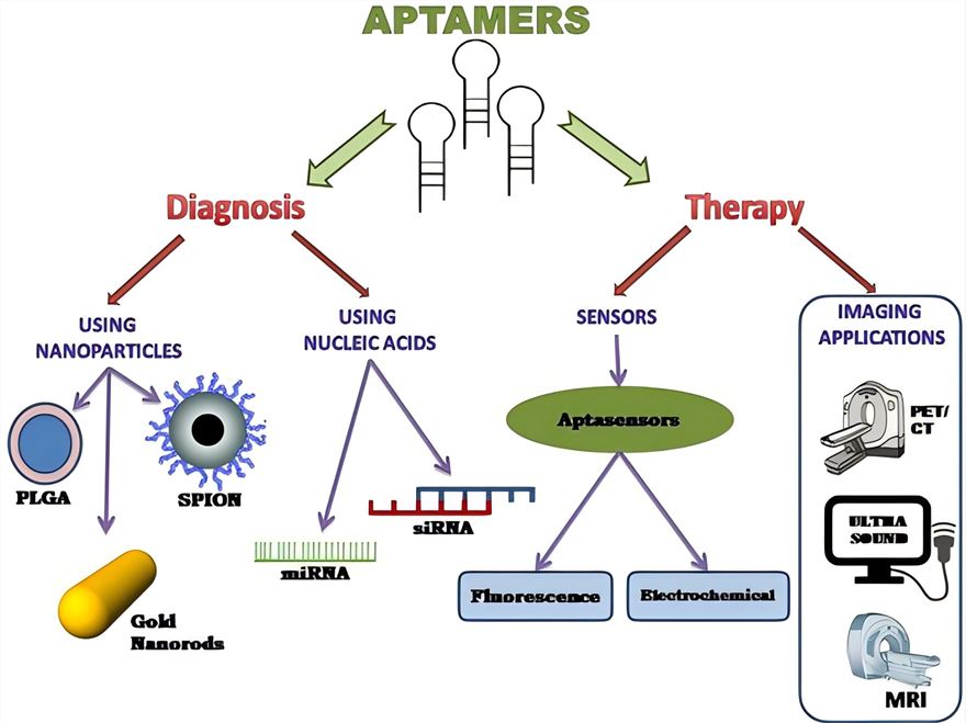 Aptamers and their significant role in cancer therapy and diagnosis.