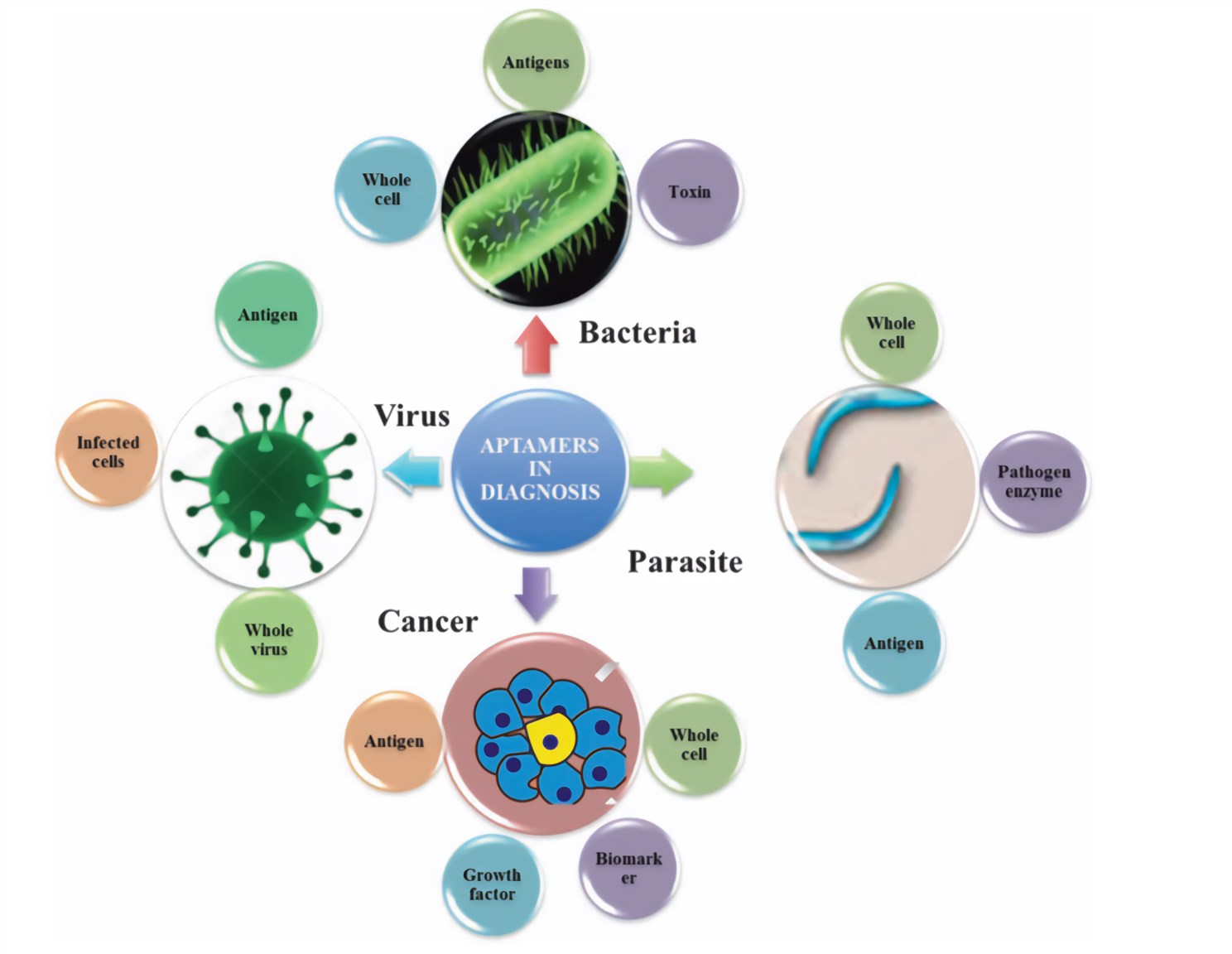 Application of aptamers in the field of diagnosis.