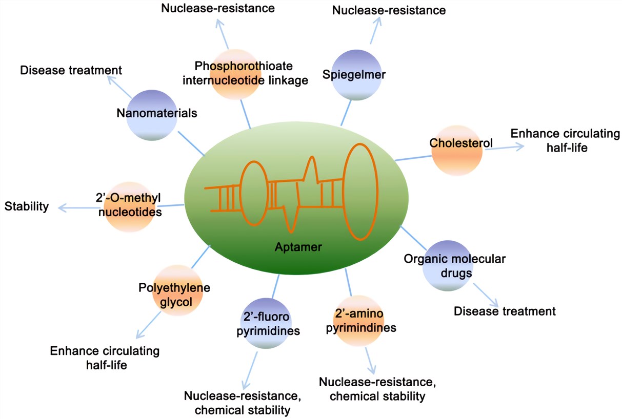 The various modifications of aptamer to increase its stability and potential applications.