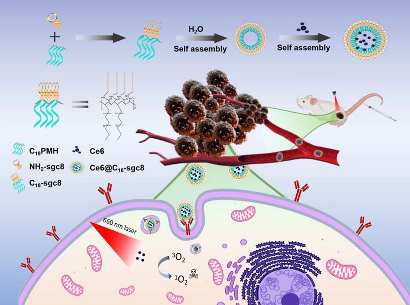 Schematic representation of the synthesis process of C18-sgc8 and its use in targeted photodynamic therapy.