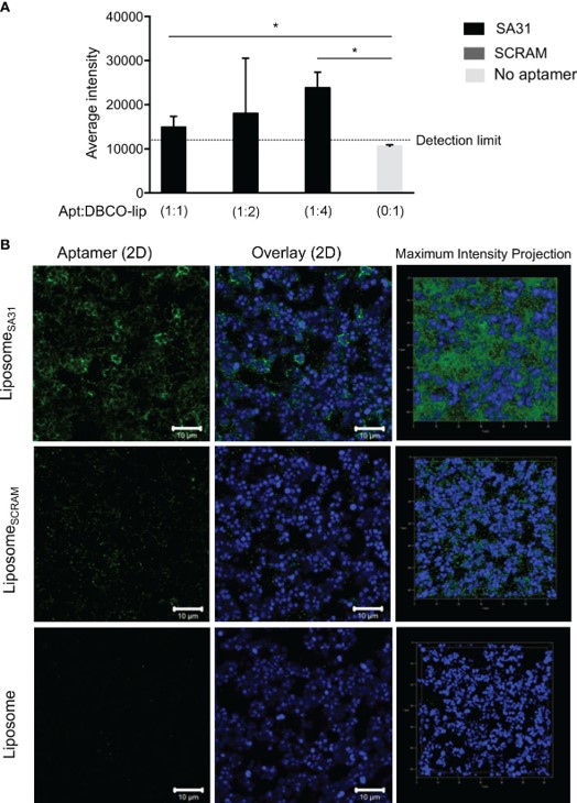 Aptamer-mediated liposome targeting and accumulation in S. aureus biofilm.