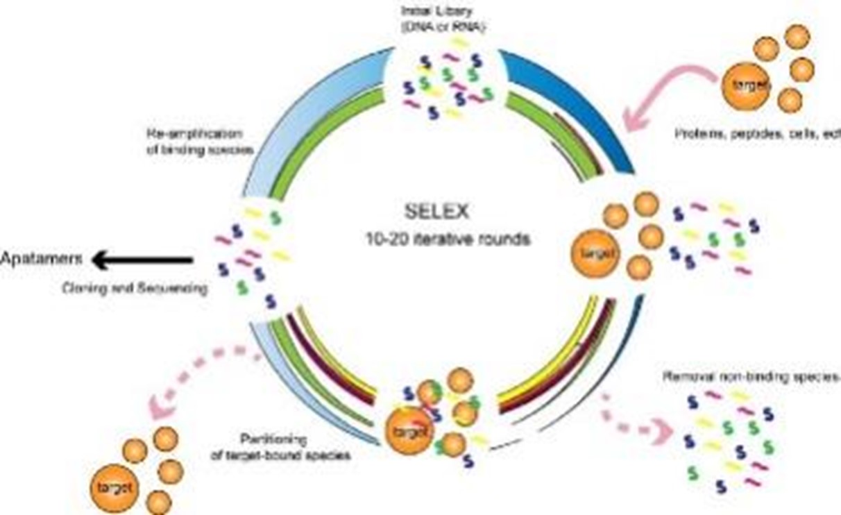 Schematic representation of cell-SELEX.
