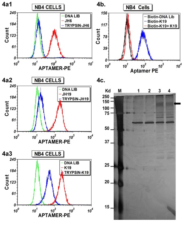 The biotin-labeled aptamer was used to enrich and identify its target protein.