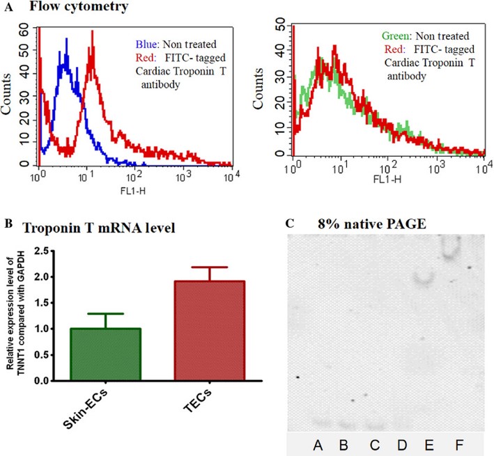 Confirmation of the aptamer target protein troponin T.