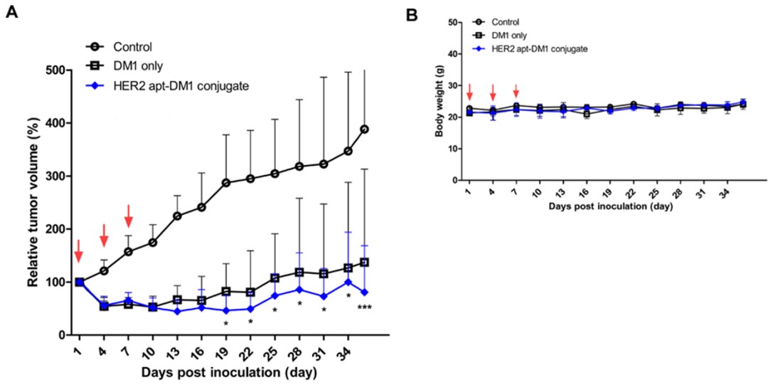 The in vivo tumor growth inhibition by HER2 aptamer-DM1 conjugate.