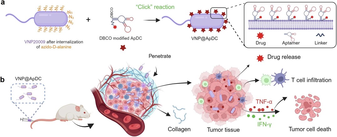 A schematic diagram depicting the creation of aptamer-drug conjugate-loaded bacteria and their mechanism of action against pancreatic tumors.