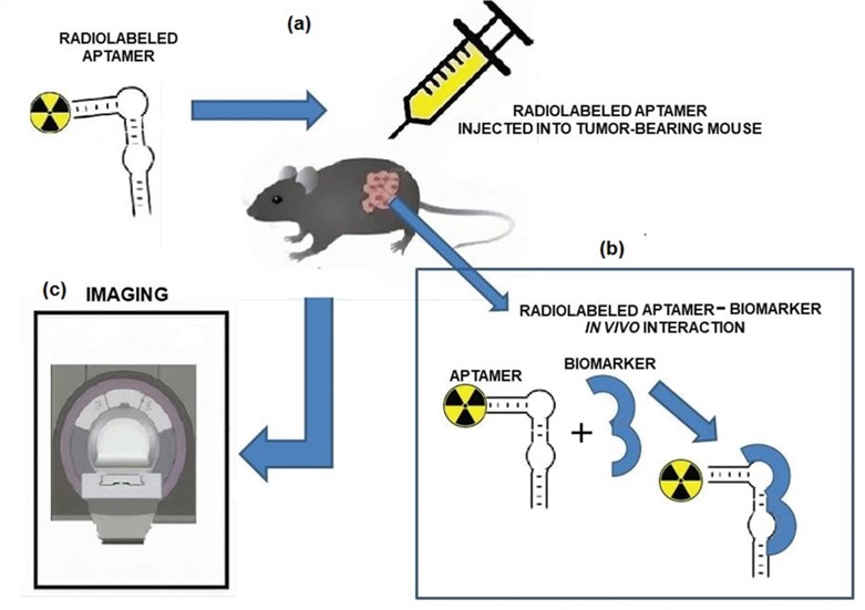 Schematic representation of the pre-clinical use of radiolabeled aptamers.