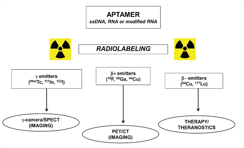 Main radionuclides utilized for aptamer-radiolabeling.