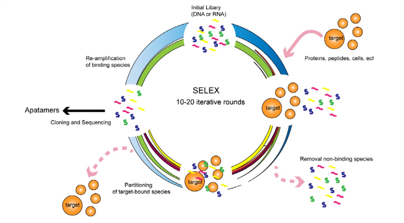 Schematic illustration of the SELEX process.