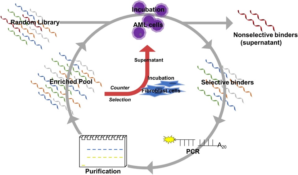 Schematic diagram of SELEX method for selecting DNA aptamers that bind specifically to MLL-AF9 RAS cells.