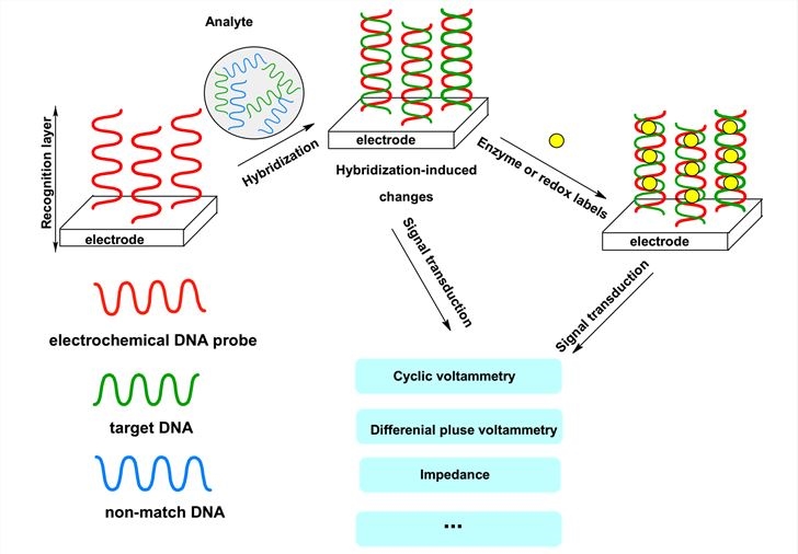 General design of electrochemical DNA biosensor.