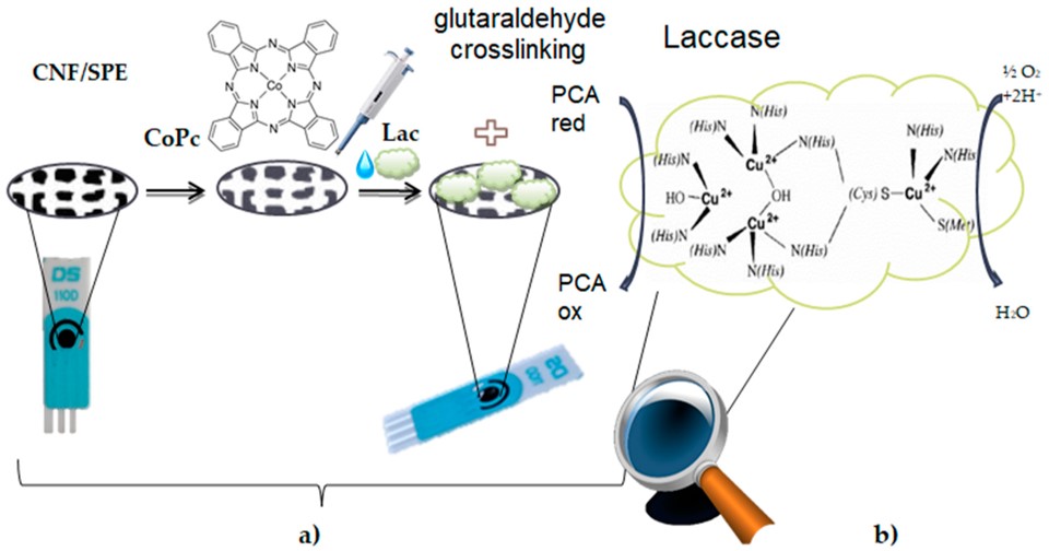 Preparation process of the laccase-based biosensor on the support of a screen-printed electrode and the enzymatic oxidation mechanism of PCA.