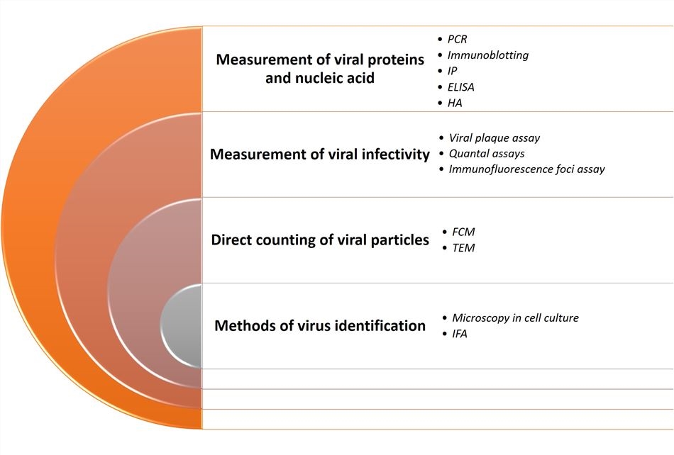 Virus detection approaches at Creative Biolabs. (Creative Biolabs Original)
