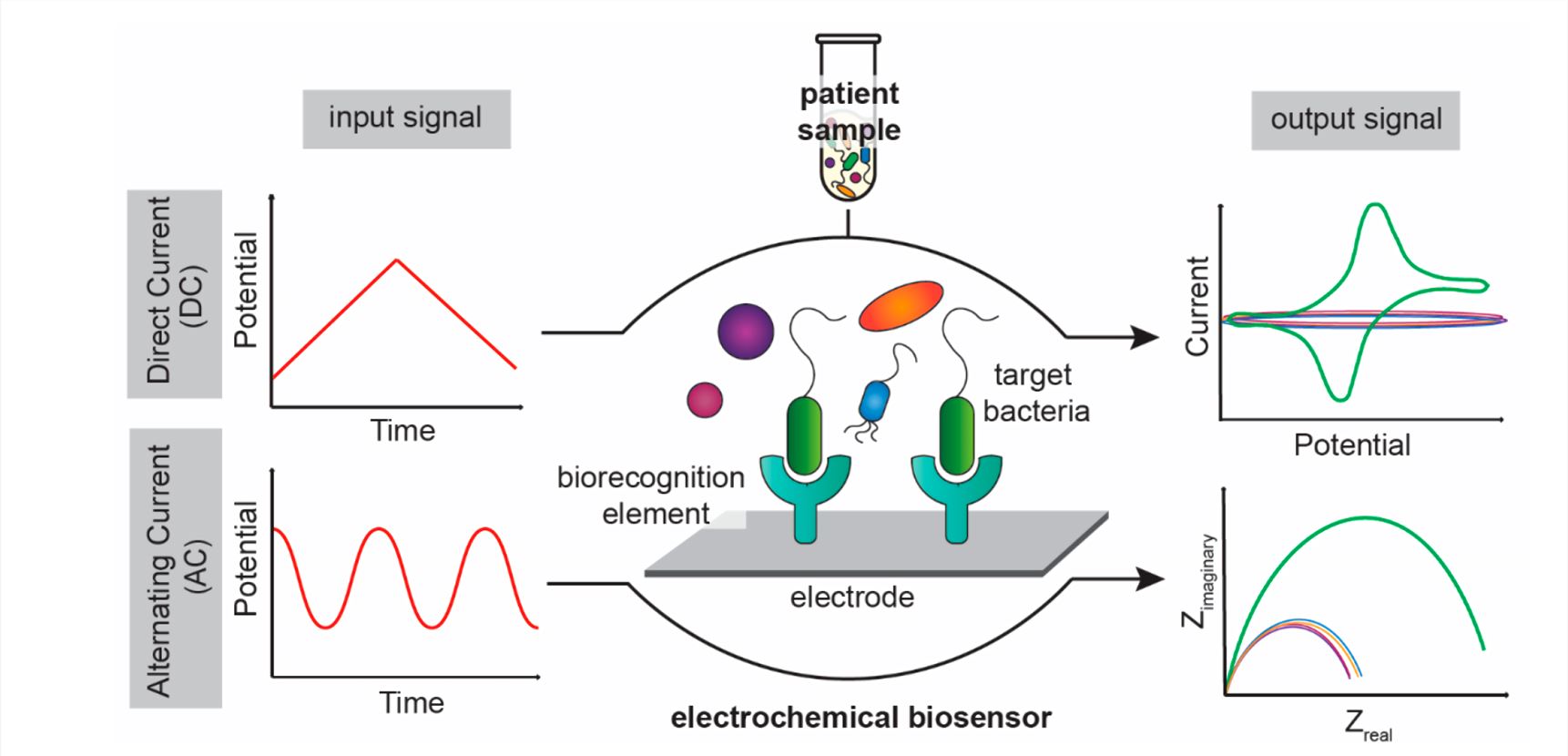 Bacterial detection using direct and alternating current-based electrochemical biosensors. 
