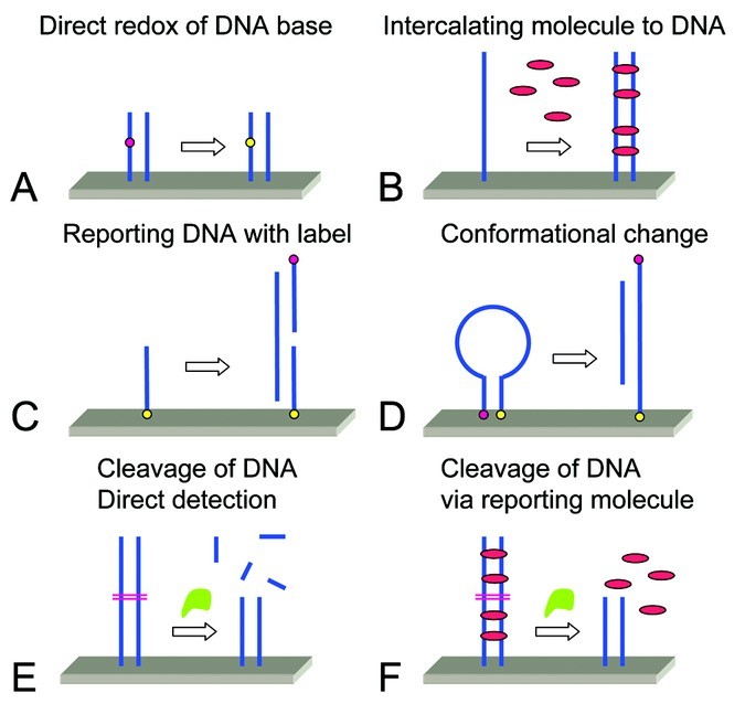 Schematic representation illustrating the principles for electrochemical DNA sensors.