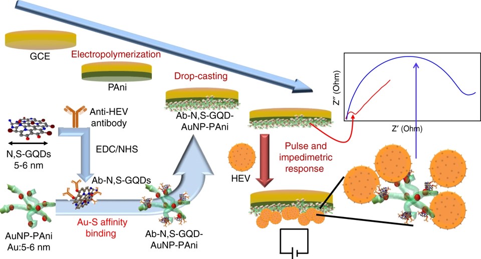 Schematic diagram of the Ab-N,S-GQDs@AuNP-PAni nanocomposite-loaded sensor electrode and its pulse-induced impedimetric sensing of HEV.