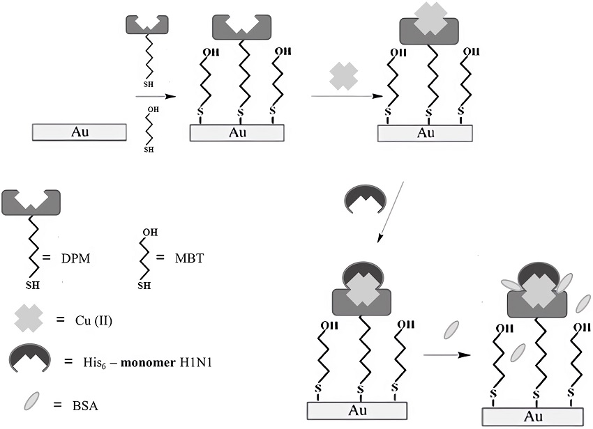 The scheme of the biosensor based on MBT/DPM–Cu (II) SAM.