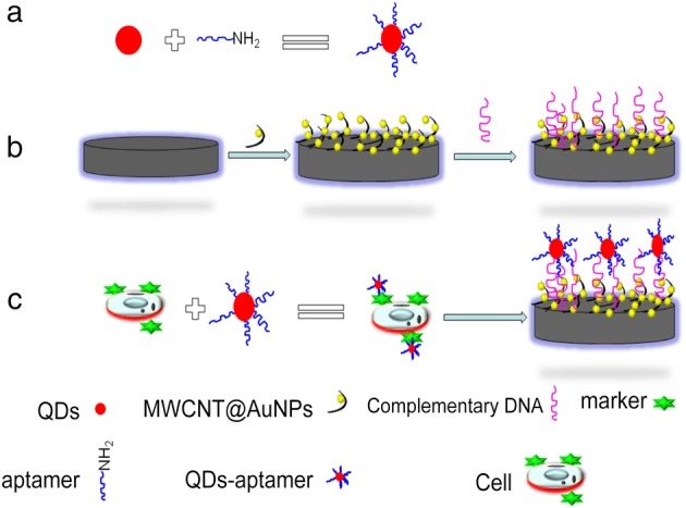 Electrochemical probes based on QD-aptamers were constructed to detect tumor cells.